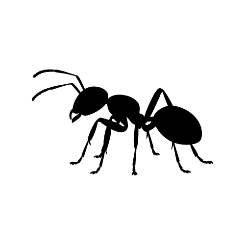 Ants