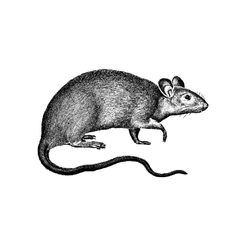 Rodent