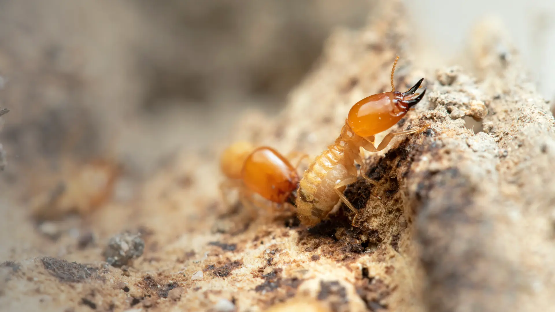 Termite