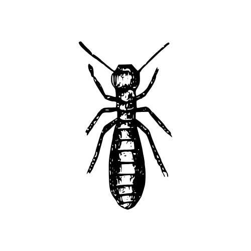 termite PNG